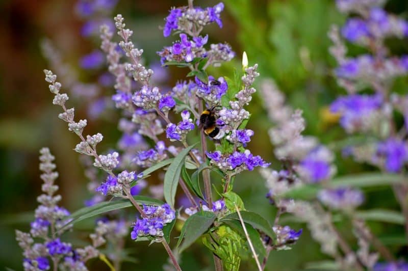 VitaminBottle VITEX agnus castus 60 kps - Image 2